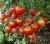 Tomatoes Hybrid-2 Tarasenko red