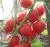 Tomatoes Hybrid-2 Tarasenko Pink