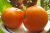 Tomatoes Ruslan