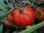 Tomatoes Canopus