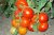 Tomatoes Pelagia