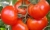 Tomatoes Guidon F1