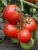 Tomatoes Gorlinka
