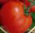 Tomatoes Dobrunov