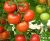 Tomatoes Instinct F1