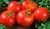 Tomatoes Luxor F1