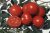 Tomatoes Myosotis