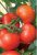 Tomatoes Tselsus F1