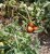 Tomatoes Orco F1