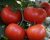 Tomatoes Baritone