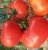Tomatoes Goldmar F1