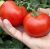 Tomatoes Amateur