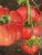 Tomatoes Shuntuksky giant