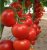 Tomatoes Shipka F1