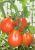 Tomatoes Turban