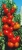 Tomatoes Ural F1
