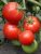 Tomatoes Stozhary F1