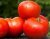 Tomatoes Reflex F1