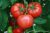 Tomatoes Radonezh F1
