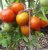 Tomatoes Amur bole