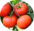 Tomatoes Master Garden F1