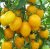 Tomatoes Sugar Plum Yellow