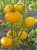 Tomatoes Yellow Giant
