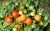 Tomatoes Minibel