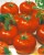 Tomatoes Website