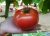 Tomatoes Castalia F1