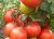 Tomatoes Izobilnyi F1