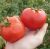 Tomatoes Tanya F1