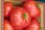 Tomatoes Elegro F1