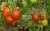 Tomatoes Pik Ripe 748 F1