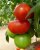 Tomatoes Kremenchug