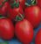 Tomatoes Lagidny