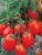 Tomatoes Maryushka