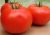 Tomatoes Macarena F1