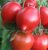 Tomatoes Nadezhda Tarasenko
