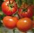 Tomatoes Tomalend F1