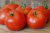 Tomatoes Evolution F1