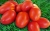Tomatoes Watercolor