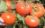 Tomatoes Axiom F1