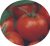 Tomatoes Scarlet Dawn F1