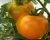 Томаты Алтайский оранжевый