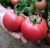 Tomatoes Bockel F1