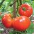 Tomatoes Marglobe
