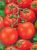 Tomatoes Muscari