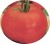 Tomatoes San Pierre