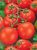 Tomatoes Tamina